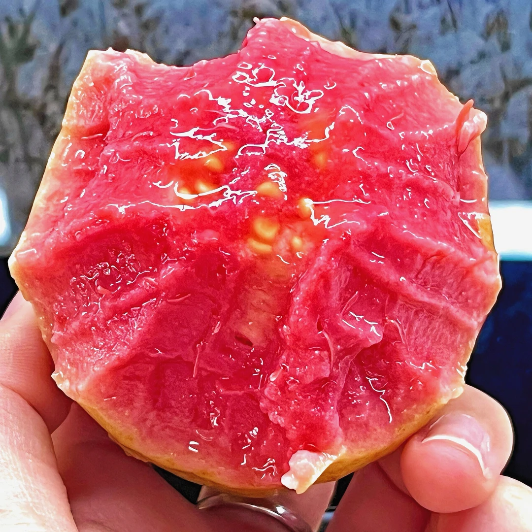 正宗草莓奶油芭乐胭脂红番石榴香甜软糯酸甜可口新鲜现摘产地直发