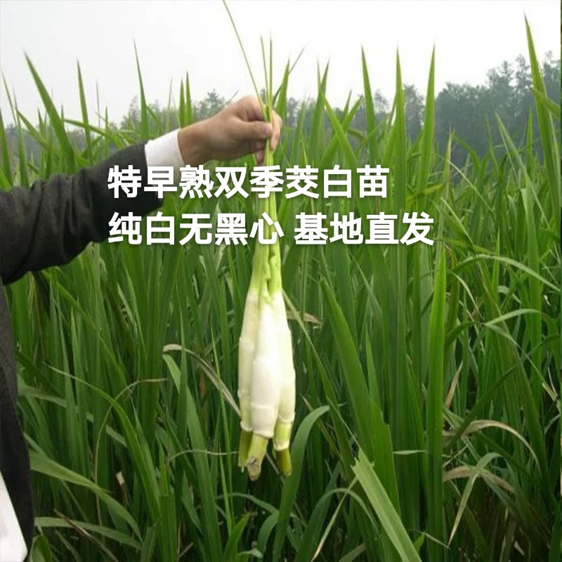特早熟茭白苗双季茭白苗茭瓜苗高笋种苗高瓜苗当天现挖苗包邮
