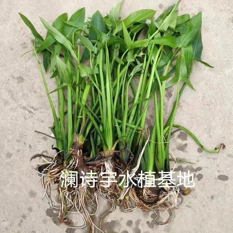 高产茨菇苗白慈姑特色蔬菜慈菇种子燕尾茨菇水生植物茨菇种子