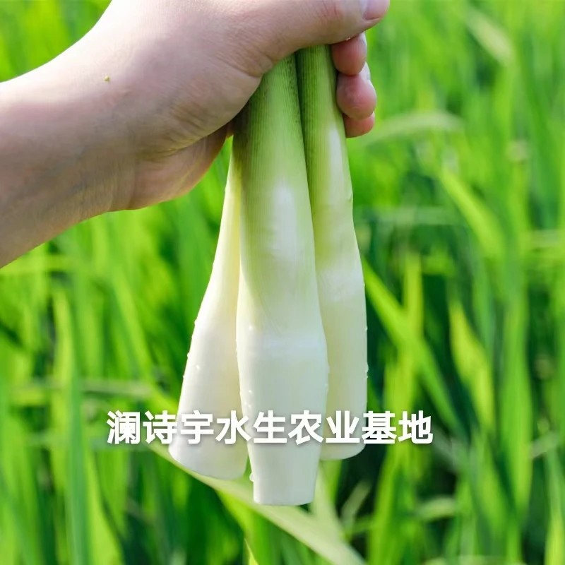 现挖特早熟高产双季茭白种苗四季高笋苗高瓜苗老蹲苗蔬菜秧苗批发