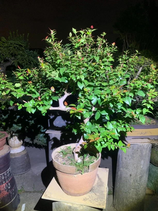 直播间(一物一拍）盆景 绿植 花卉等作物 可盆栽 可地栽