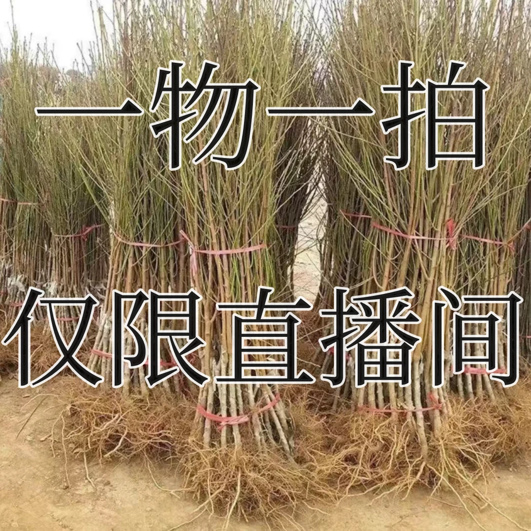 一物一拍桃树苗各品种果树苗嫁接苗