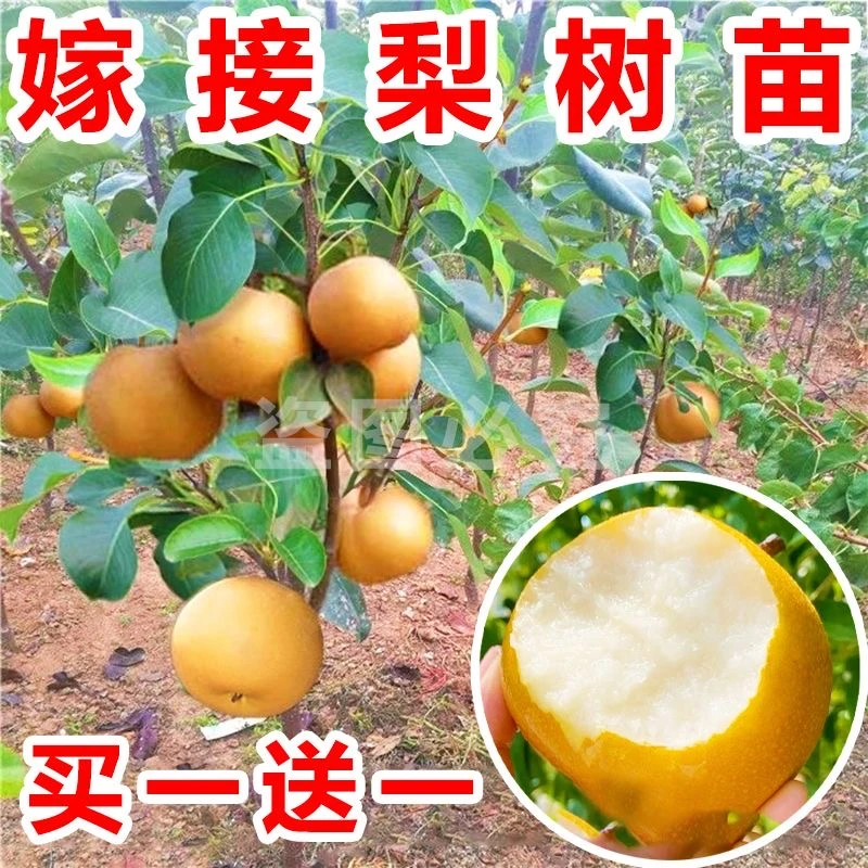 新品种嫁接梨树苗柱状梨苗秋月梨树苗晚熟果树苗当年结果密植栽培