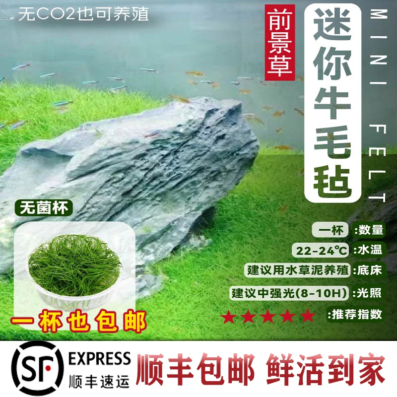 活体水草鱼缸造景迷你牛毛前景草正宗迷你牛毛毡无菌杯装新手入门