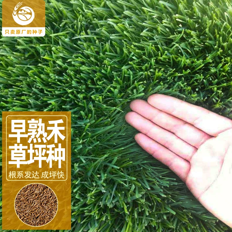 多年生早熟禾草坪种子根系发达成坪周期短