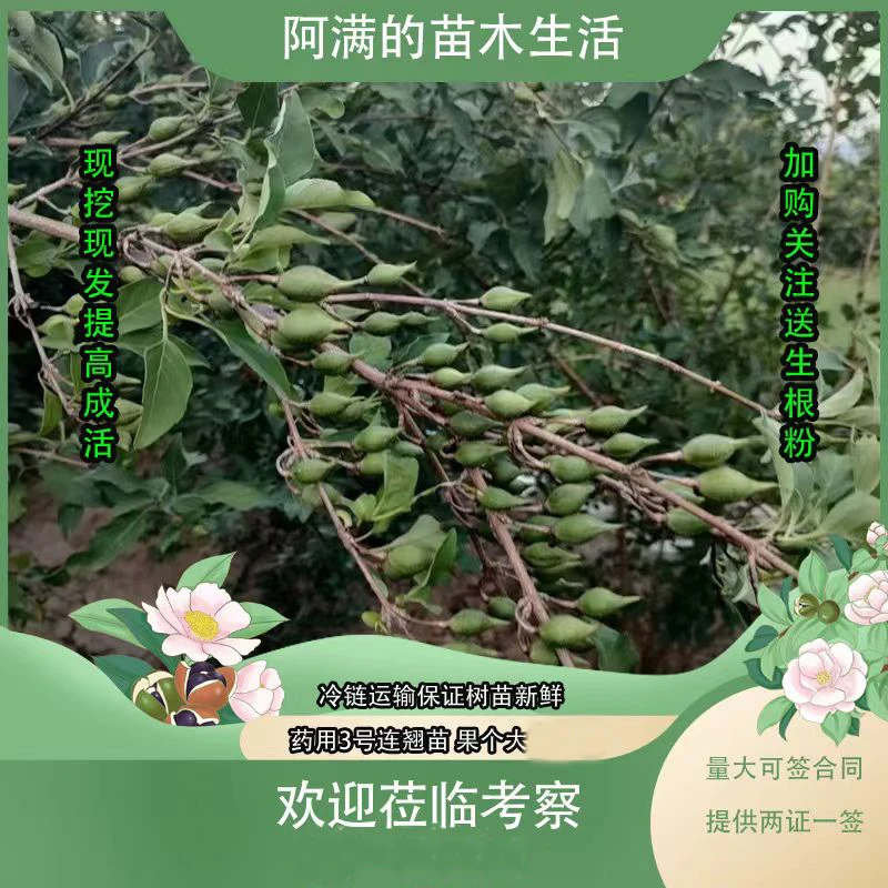 连翘树苗科研3号高产大果连翘苗南北方荒山平原种植耐寒耐旱现挖