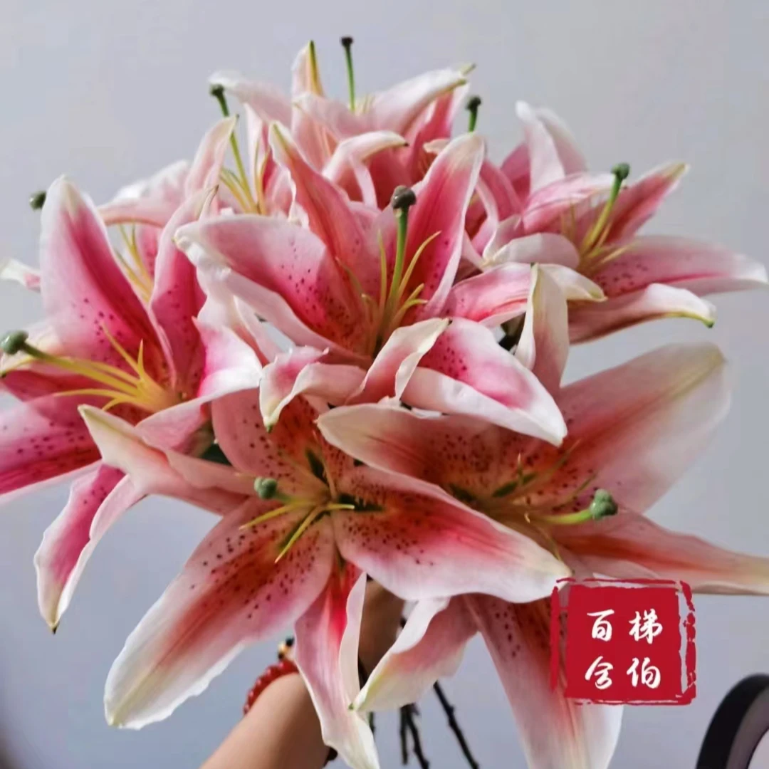 梯伯粉百合3支 全场任意满两单鲜花顺丰包邮  云南昆明基地直发