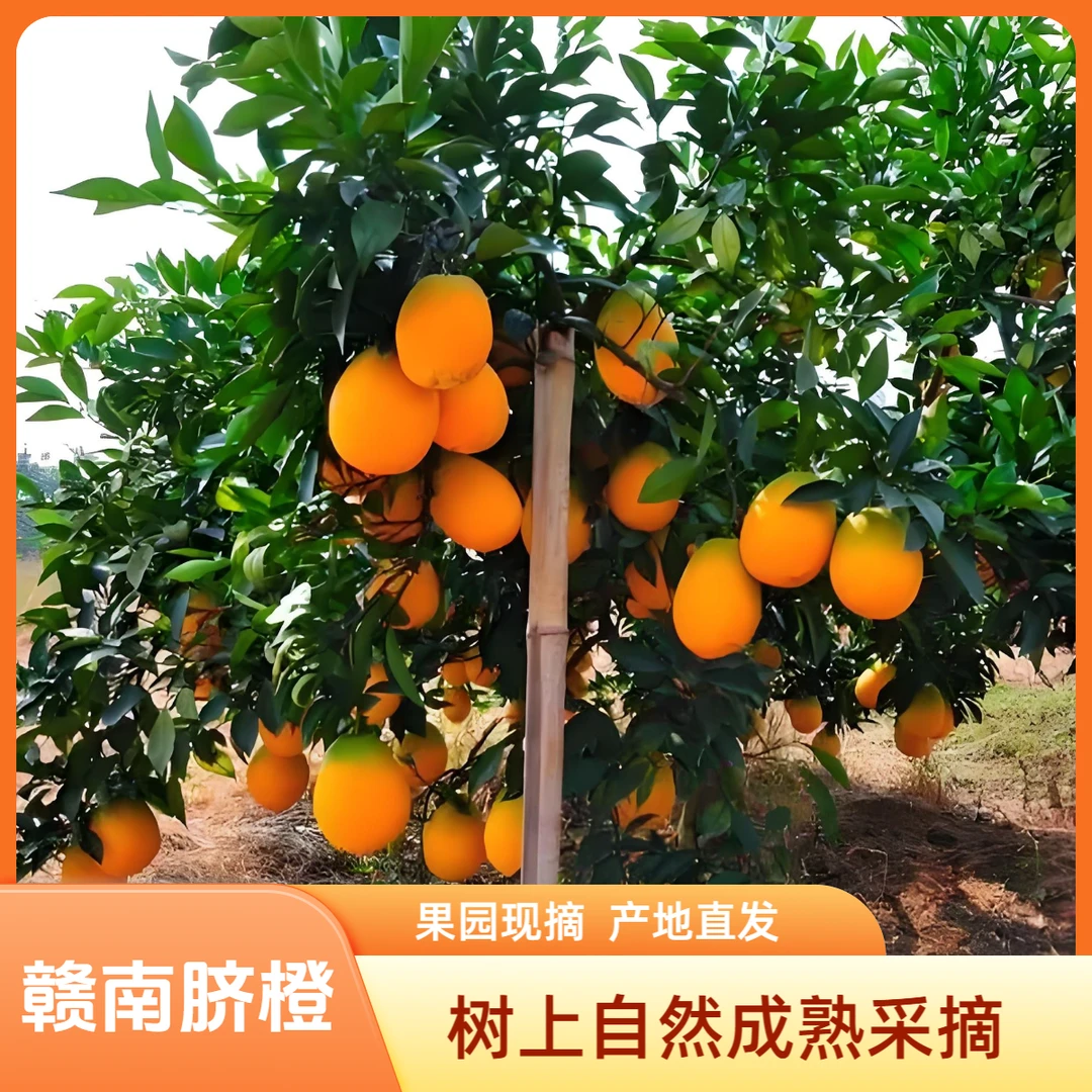 正宗赣南脐橙当季水果现摘现发江西赣南脐橙原产地果园包邮直发