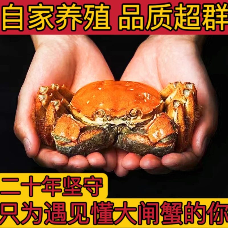 【X大表姐活蟹】苏州莲花岛金标蟹母蟹1.7-2.0两12只现捞现发