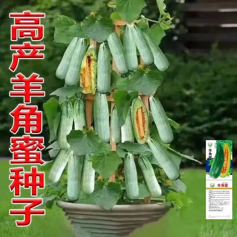 甜脆羊角蜜甜瓜种子水果种子播田园阳台盆栽甜香瓜羊角蜜甜瓜种子