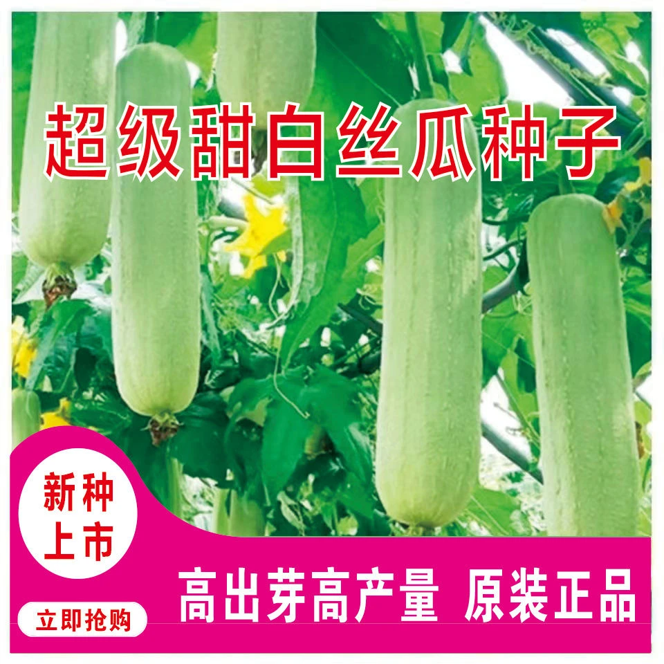 牛奶白丝瓜种子种籽早熟高产菜种四季春季短棒蔬菜新品种肉丝瓜