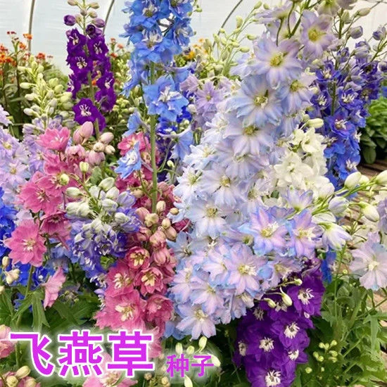 丛生大花飞燕草种子宿根极耐寒室外空气多年生可切花室内外盆栽