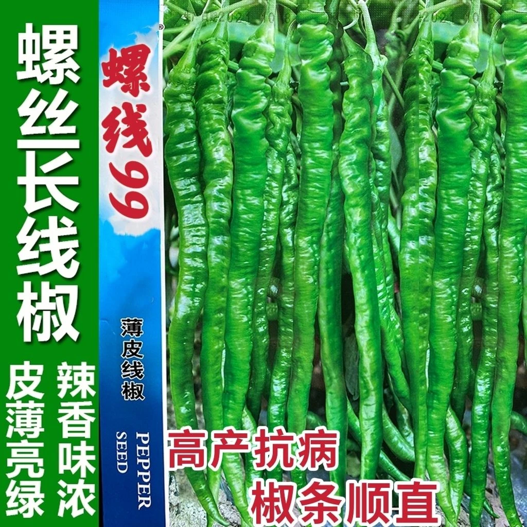超长螺丝椒种子薄皮特长线椒新品种早熟高产南方本地蔬菜种籽特辣