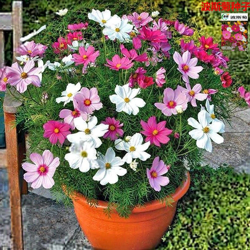 格桑花种子四季种混色七彩波斯菊种子花种子易活开花不断易种花籽