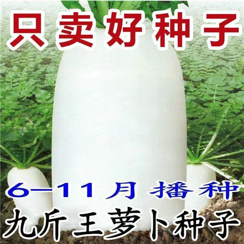 【今年新种】九斤王萝卜种子高产特大春不老萝卜种子蔬菜种子大全