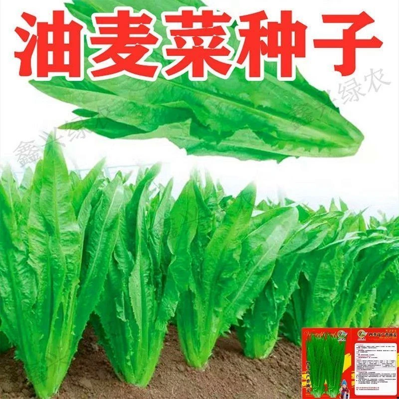 油麦菜籽种子大全油麦菜种四季盆栽春秋冬季蔬菜种籽农家青菜种子