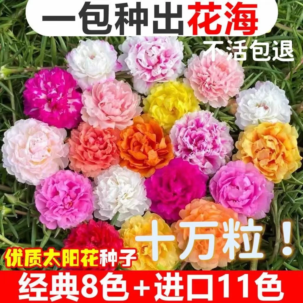 重瓣太阳花种子易活室外庭院花园网红冻不死花籽四季开花