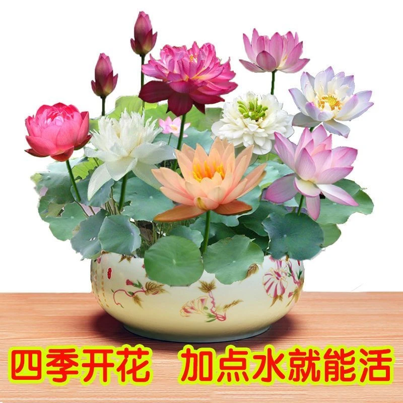 四季开花睡莲碗莲小型荷花盆栽水培土培庭院阳台植物绿植花卉