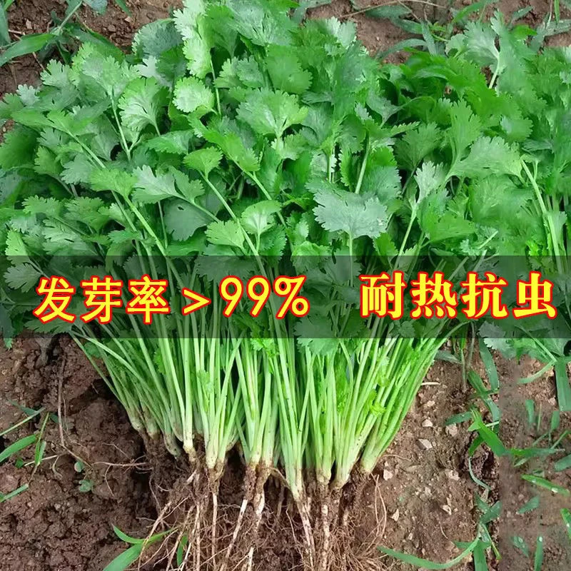 香菜种子四季易种耐热耐抽苔阳台盆栽蔬菜种子大全农家大叶香菜