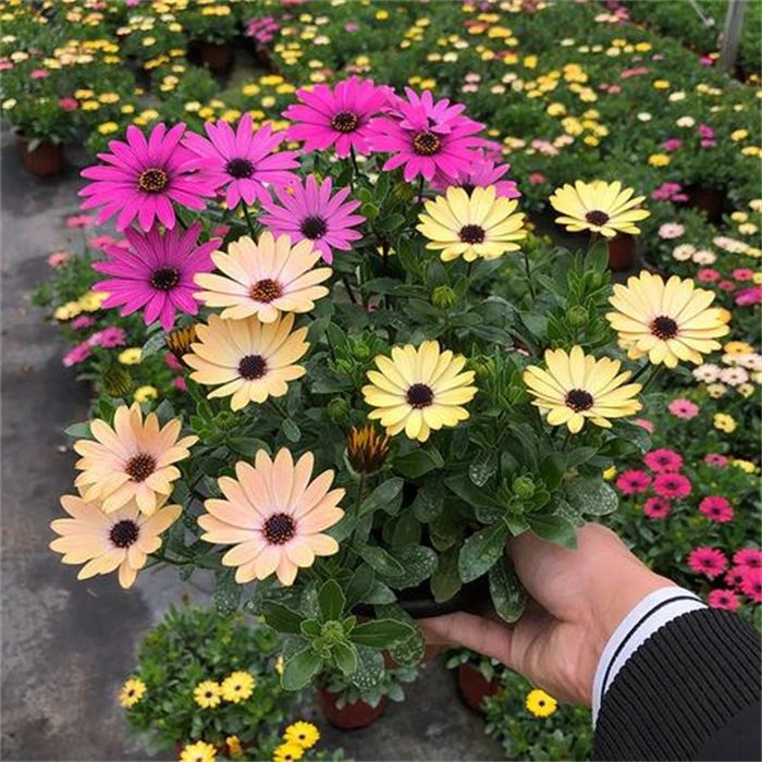 南非万寿菊花种子室内外庭院阳台四季播种易成活盆栽花卉花籽植物