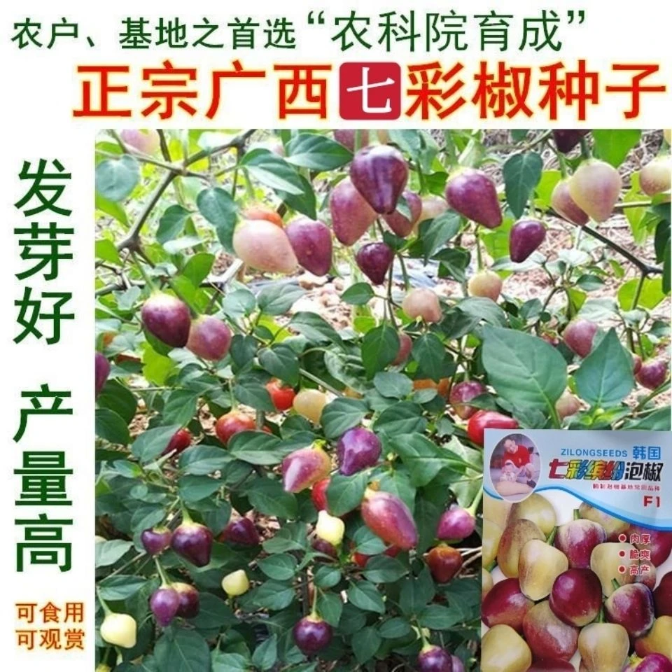 七彩椒种子超辣五彩泡椒种籽辣椒盆栽观赏蔬菜四季播高产朝天椒苗