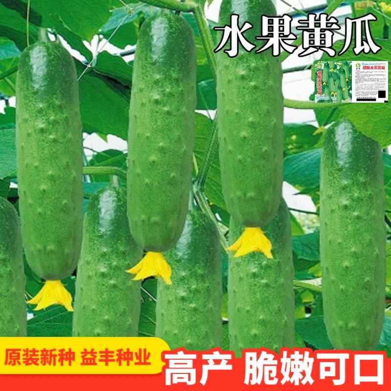水果黄瓜种子高产压趴架四季盆栽春秋黄瓜种旱籽大棚阳台蔬菜种子