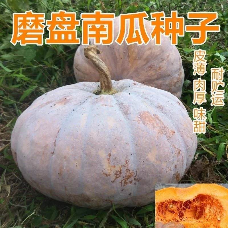 磨盘大南瓜种子巨型特甜超面大南瓜种籽高产味甜面高产南瓜蔬菜种