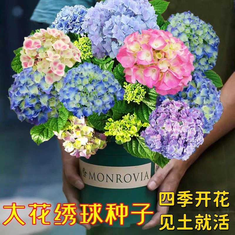 绣球花种子绣球花卉种子四季播种一年都开花庭院易活室外花草种子