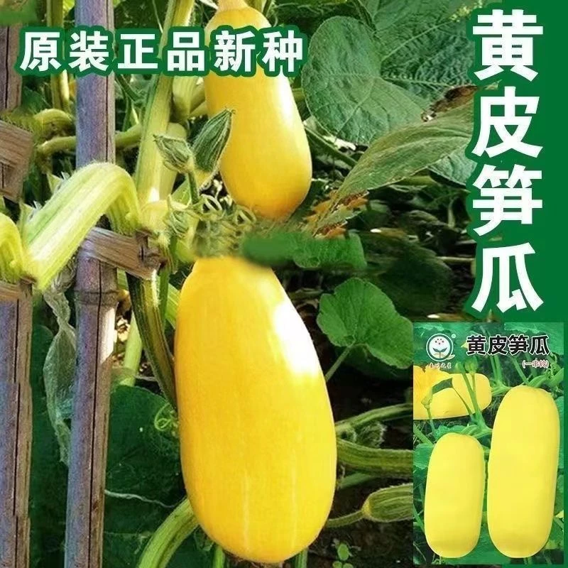 黄皮一串玲笋瓜种子黄角瓜种籽春季四季老式吊瓜黄皮笋瓜蔬菜种孑