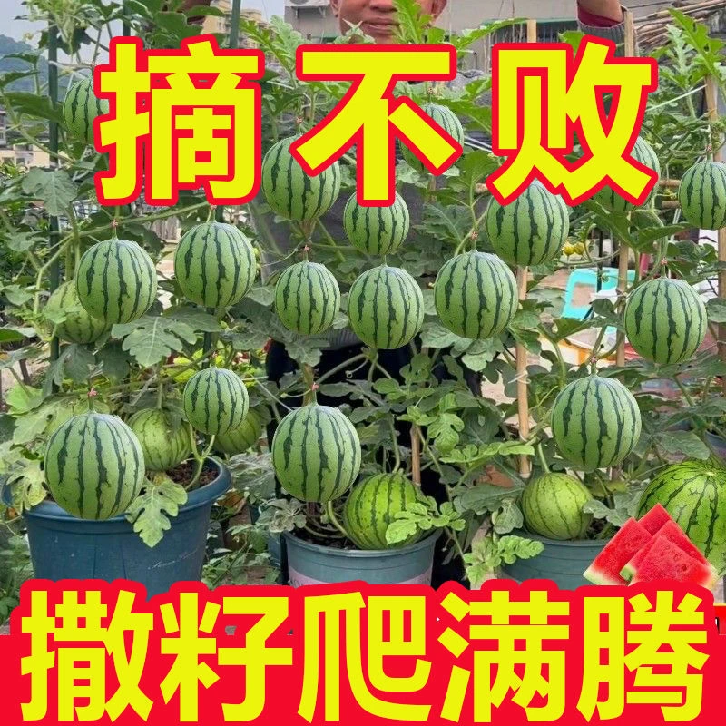 超甜蜂蜜小西瓜种子红玉少籽西瓜四季种植阳台庭院盆栽水果种子