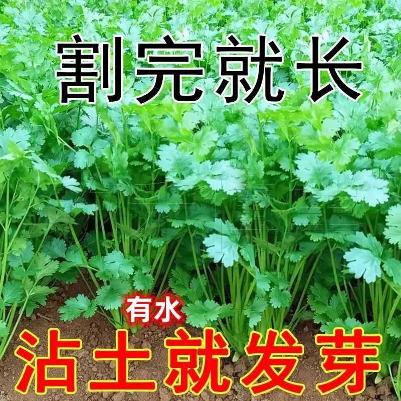四季大叶香菜籽种子阳台盆栽芫荽四季易种农家大田种植蔬菜种籽