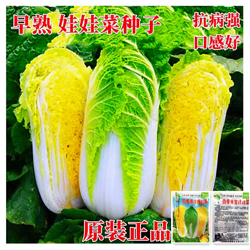 黄金娃娃菜种子黄心白菜种籽春夏秋四季播种阳台庭院农家蔬菜种孑
