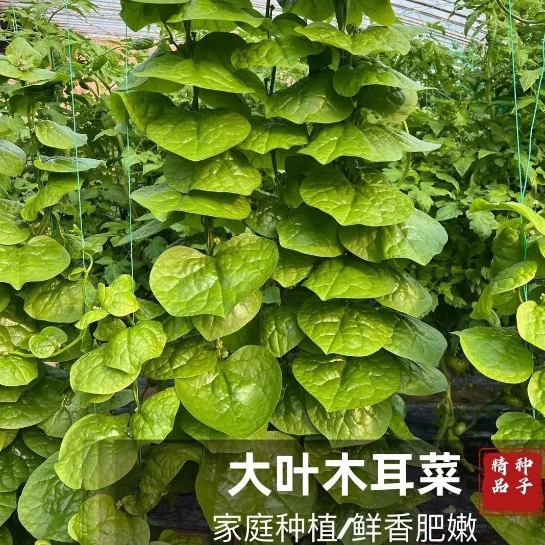 木耳菜种子大叶豆腐菜耐热抗病春夏秋庭院盆栽种植蔬菜种子