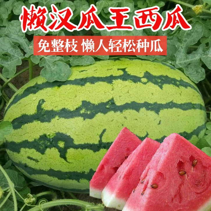 特大懒汉西瓜王种子高产超甜早熟西瓜孑四季播种大无籽水果西瓜籽