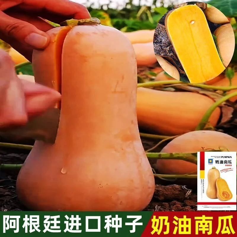 正宗奶油新鲜现摘阿根廷南瓜蔬菜整箱孕妇宝宝辅食香甜非贝贝农家