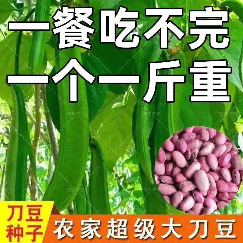 刀豆种子大红刀豆巨型大刀豆种籽巴西豆四季蔬菜爬藤刀把豆角种子