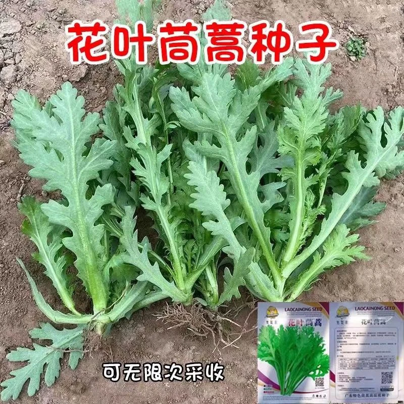 花叶茼蒿种子大全农家懒人茼蒿种籽菜籽四季皇帝菜种青菜蔬菜种孑