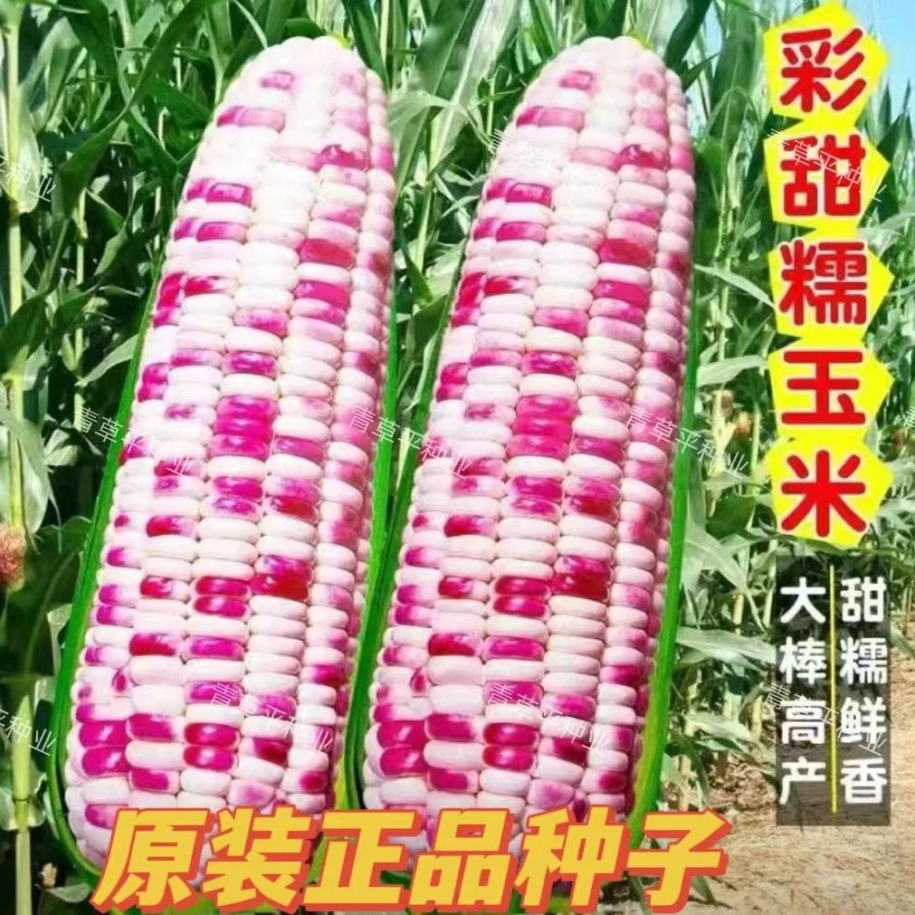 超甜七彩新鲜甜糯软糯粘玉米早熟高产非转基因种子
