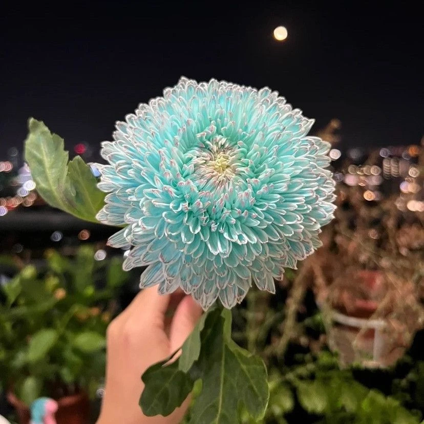 青花瓷牡丹菊种子好养易活室内种植庭院植物花种子四季开花驱蚊虫