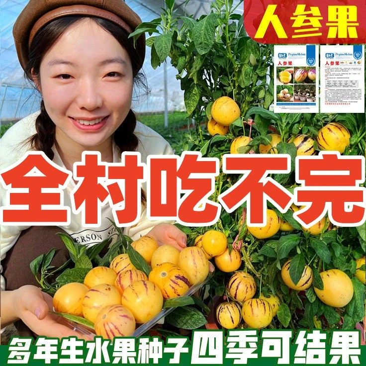 【来妙】人参果种子黄心高产农家庭院菜园盆栽蔬菜种籽四季播种