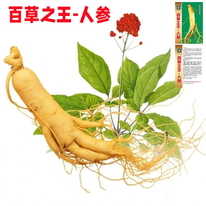 长白山人参种子四季种植耐热抗寒高产药材种子庭院阳台盆栽种子籽