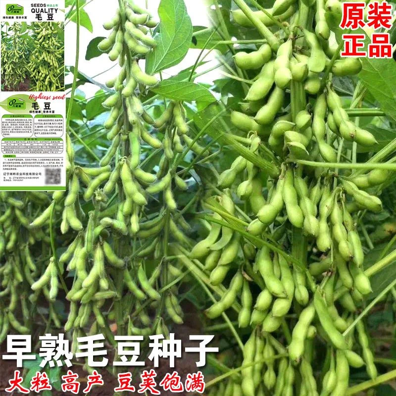 菜毛豆种子农家日本青黄豆大种籽高产鲜食四季播种早熟春夏蔬菜籽