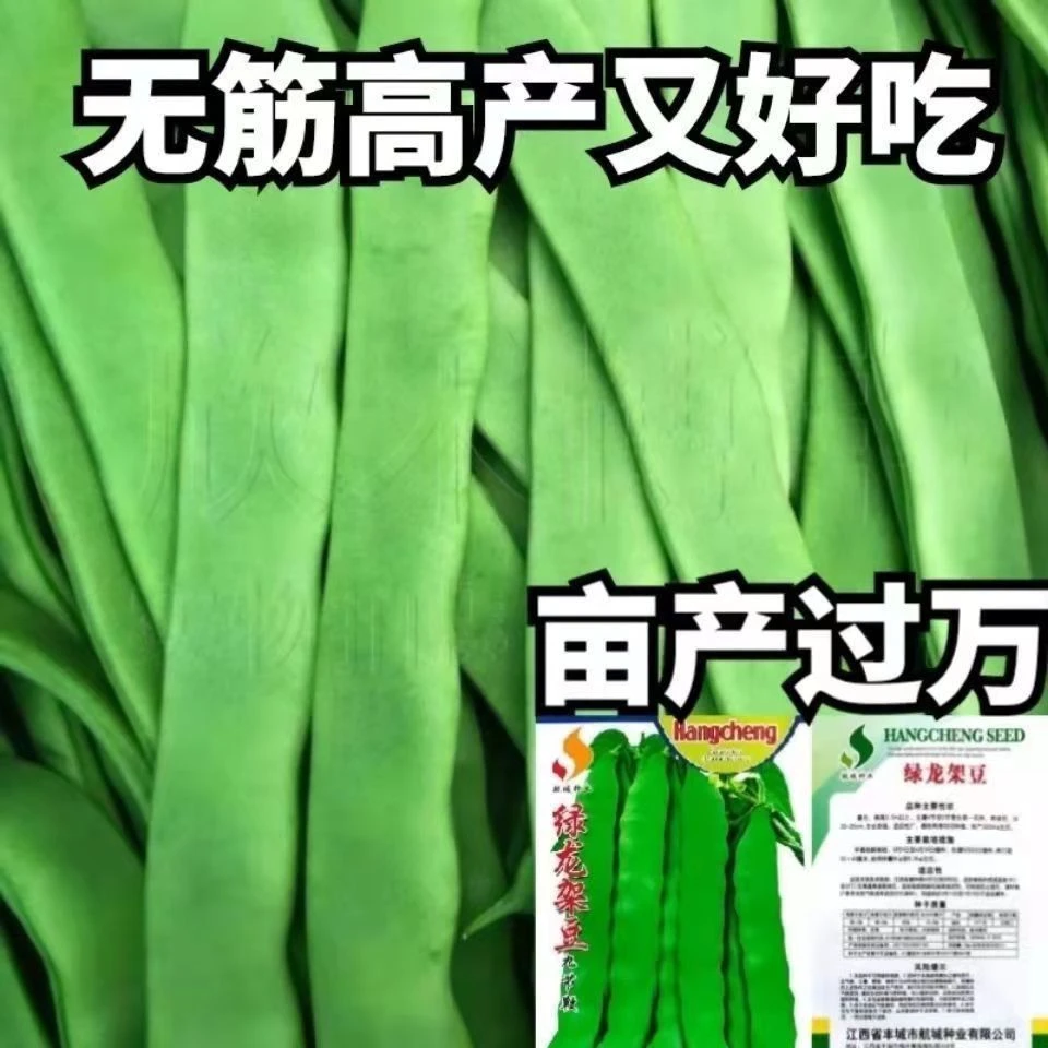 高产宽扁芸豆种子无筋架豆种子三扁二扁豆角种四季豆种子各地可种