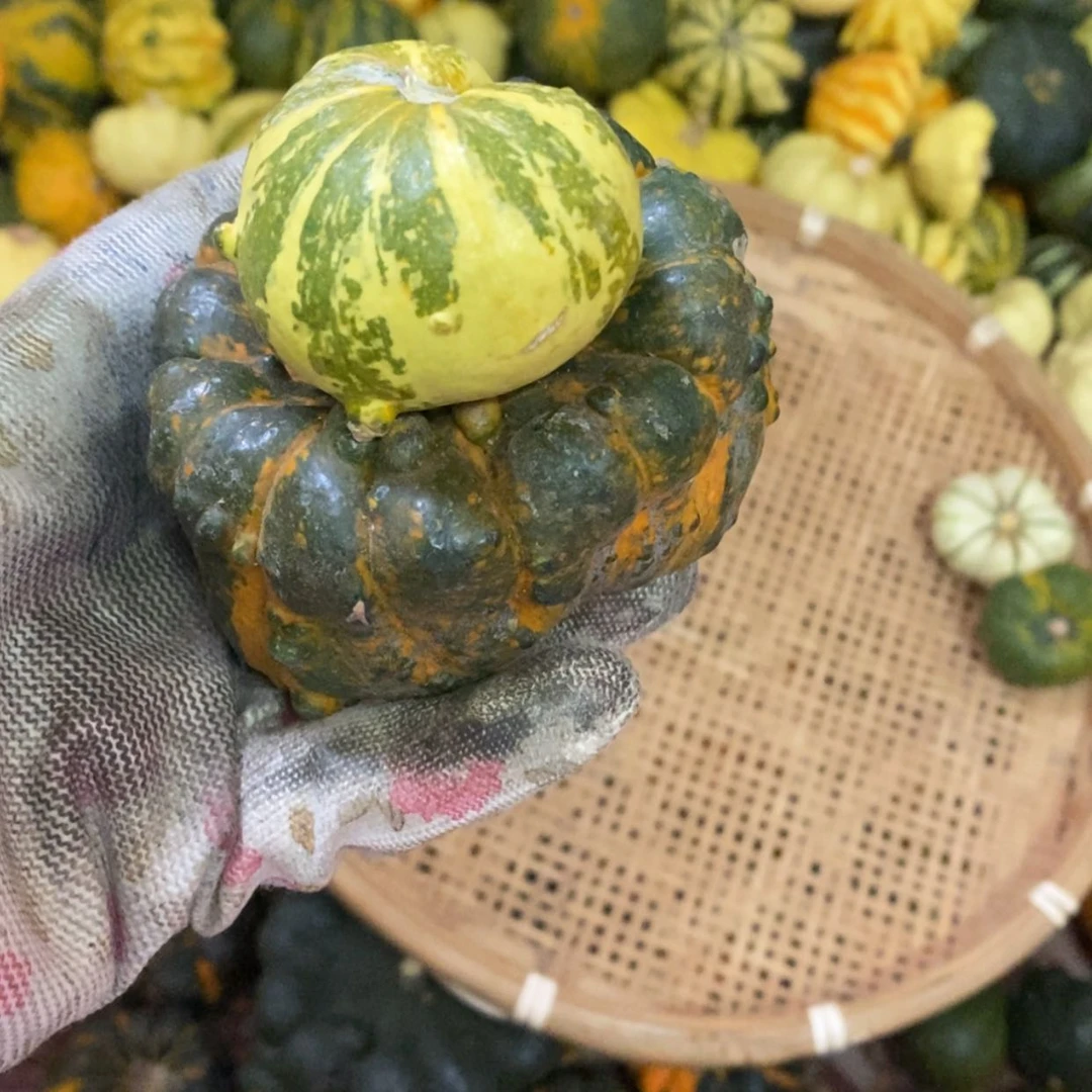 【闪购商品】是***呀墨西哥葫芦直播自选