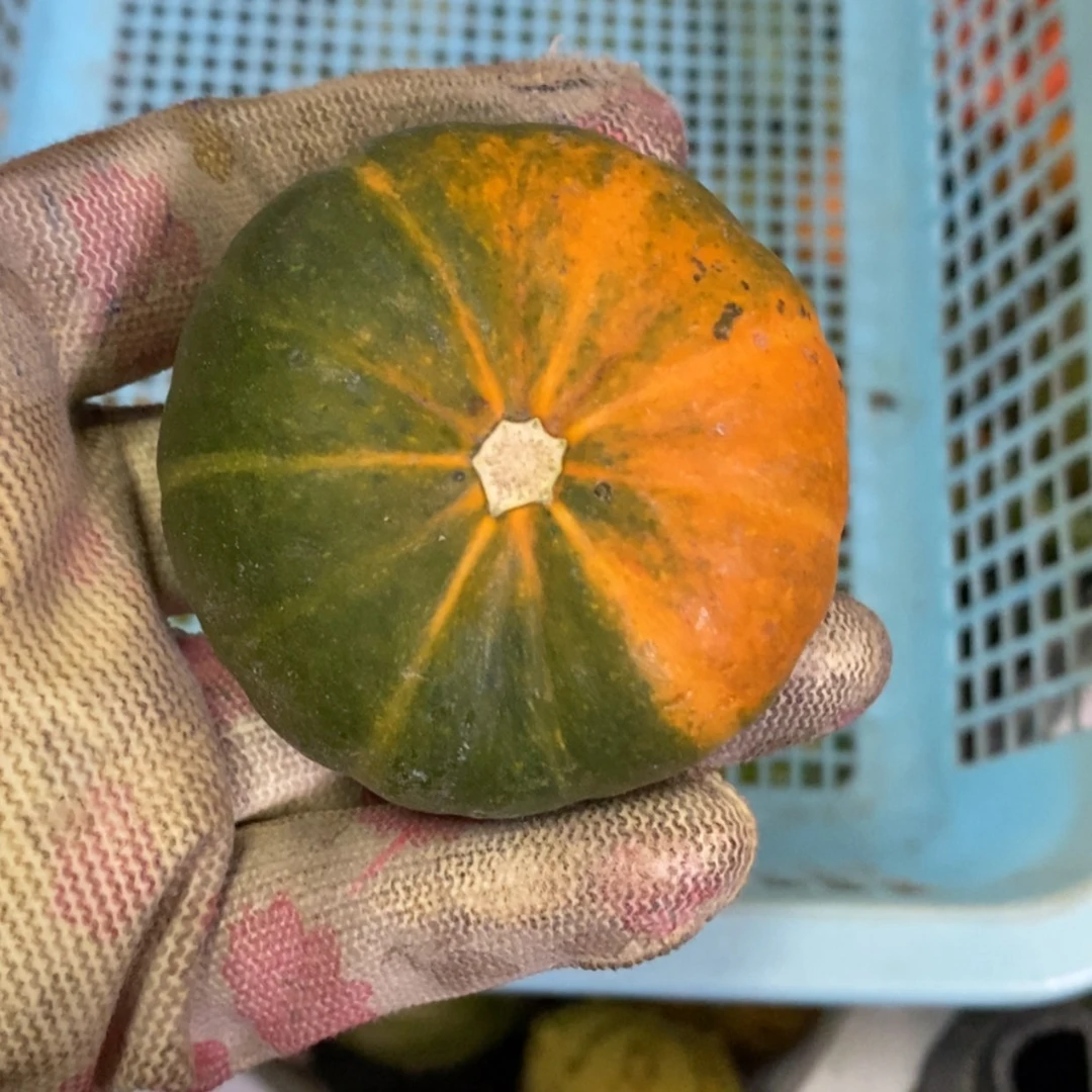 【闪购商品】用****1墨西哥葫芦直播自选
