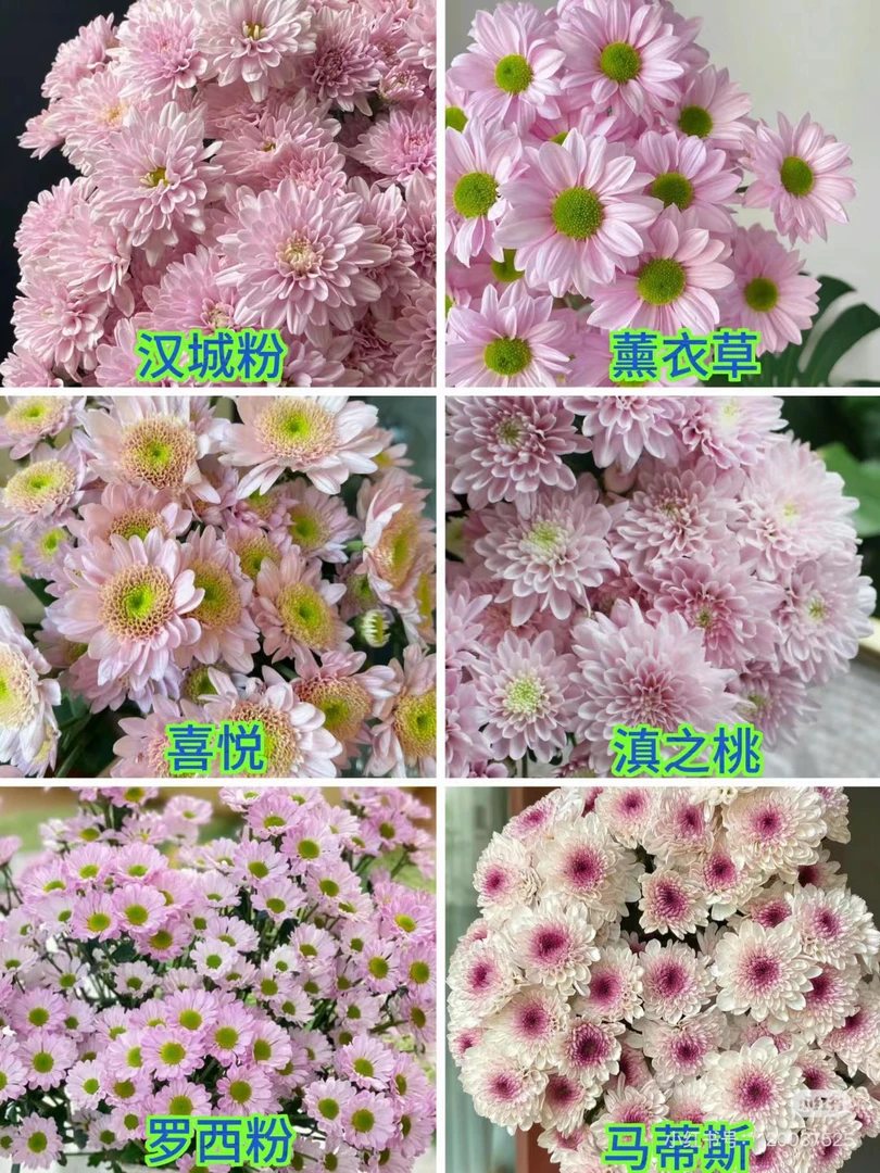 【福利】随机颜色小菊30枝-1单包邮中通 云南基地直发