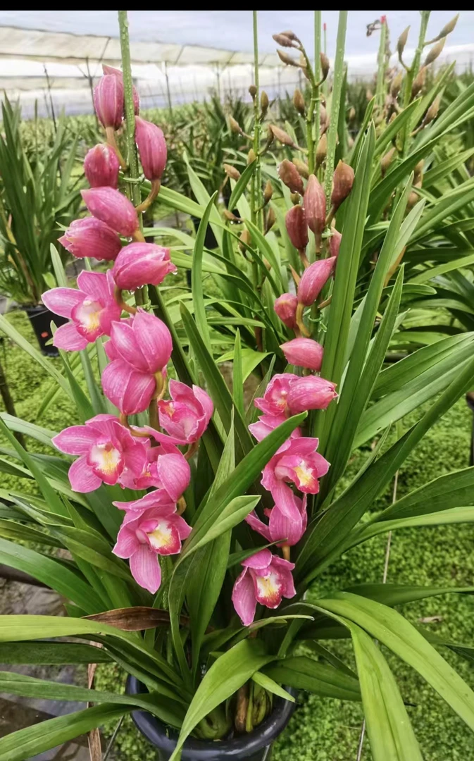 【大花蕙兰苗】旭日 原盆原土基地直发名贵兰花
