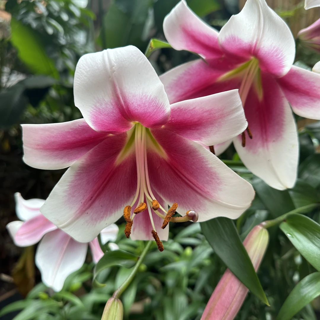 【美素】16/18进口种球 多年生包对版浓香1颗种子