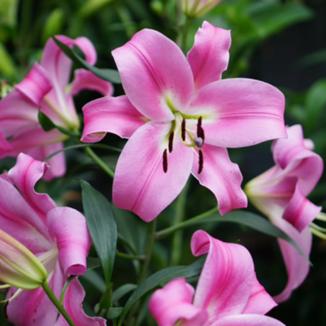 【罗宾娜】20/22 大花浓香 一年比一年好看