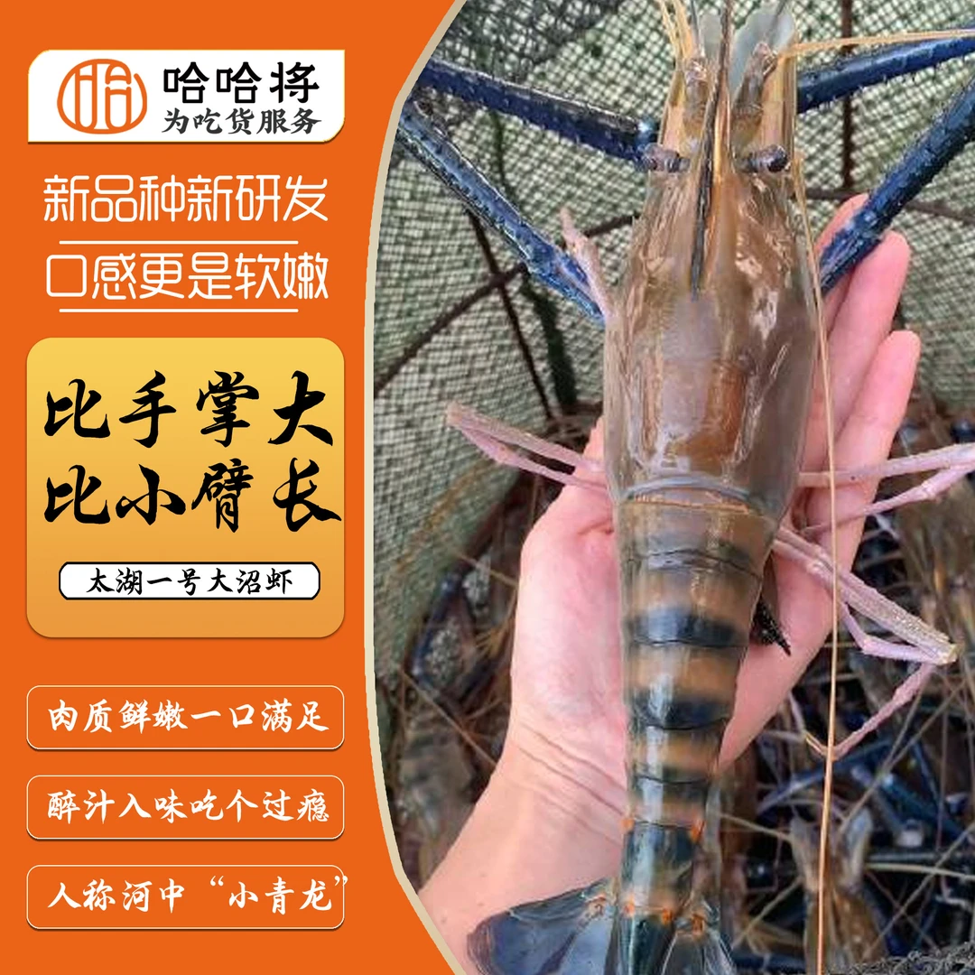 哈哈将花雕熟醉特大沼虾(太湖一号)老